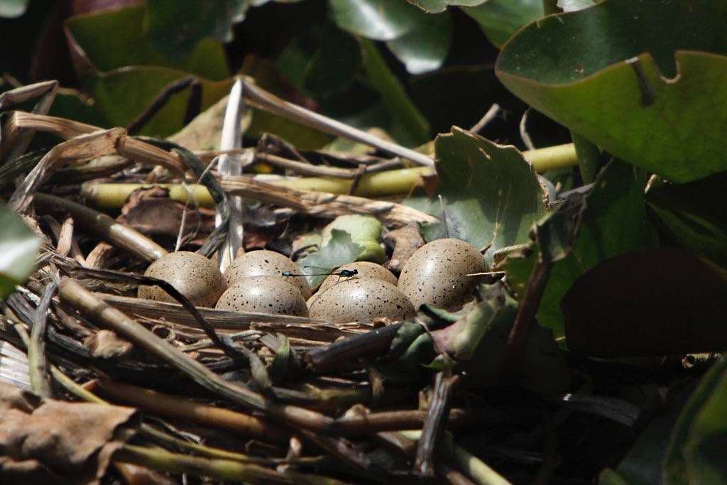 A nest with 6 American Coot eggs. by Alan Vernon. is licensed under CC BY-NC-SA 2.0